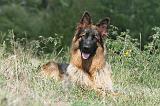 BERGER ALLEMAND 203